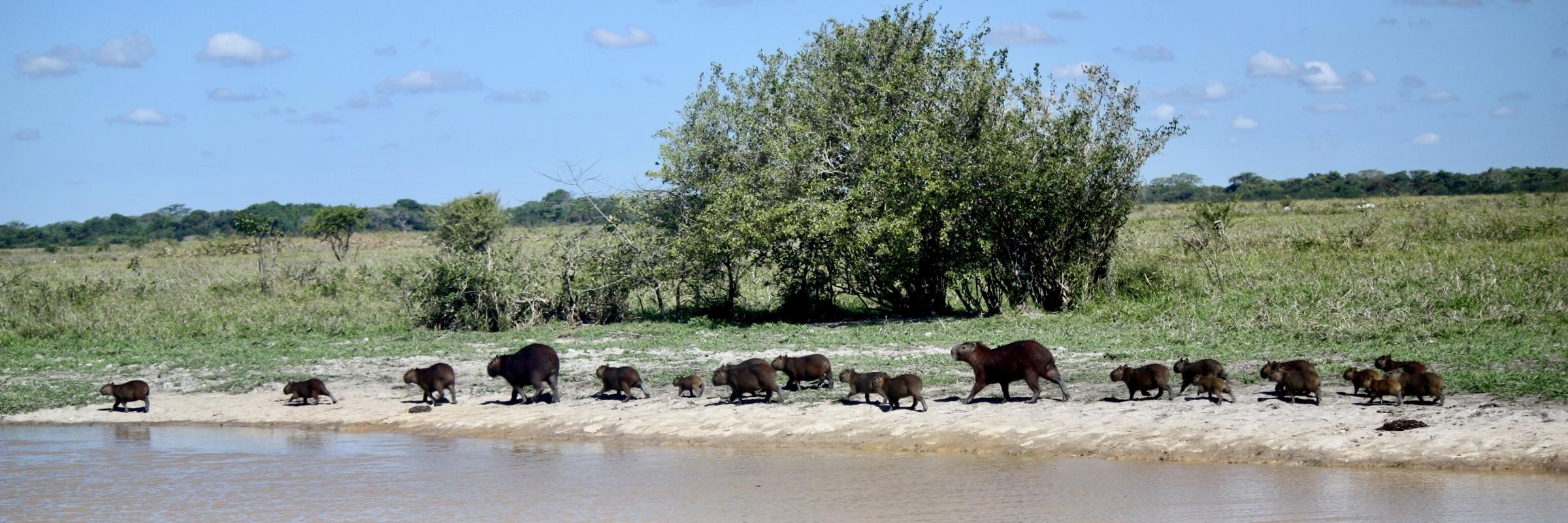Capybaras in the Venezuelan Llanos